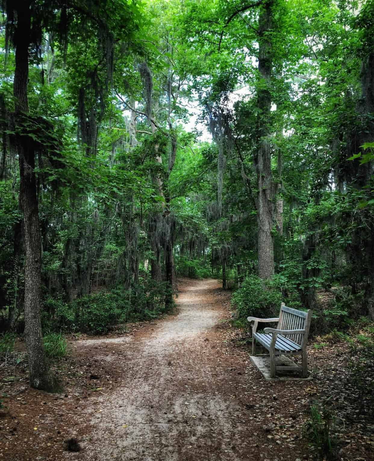 A dirt path leads through a dense forest with trees draped in moss. A wooden bench sits to the right of the path.