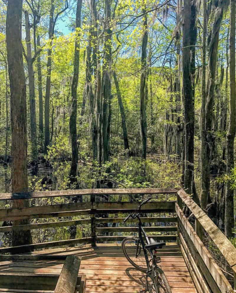 A bicycle rests on a wooden platform overlooking a forest with tall trees and green foliage under a clear sky.