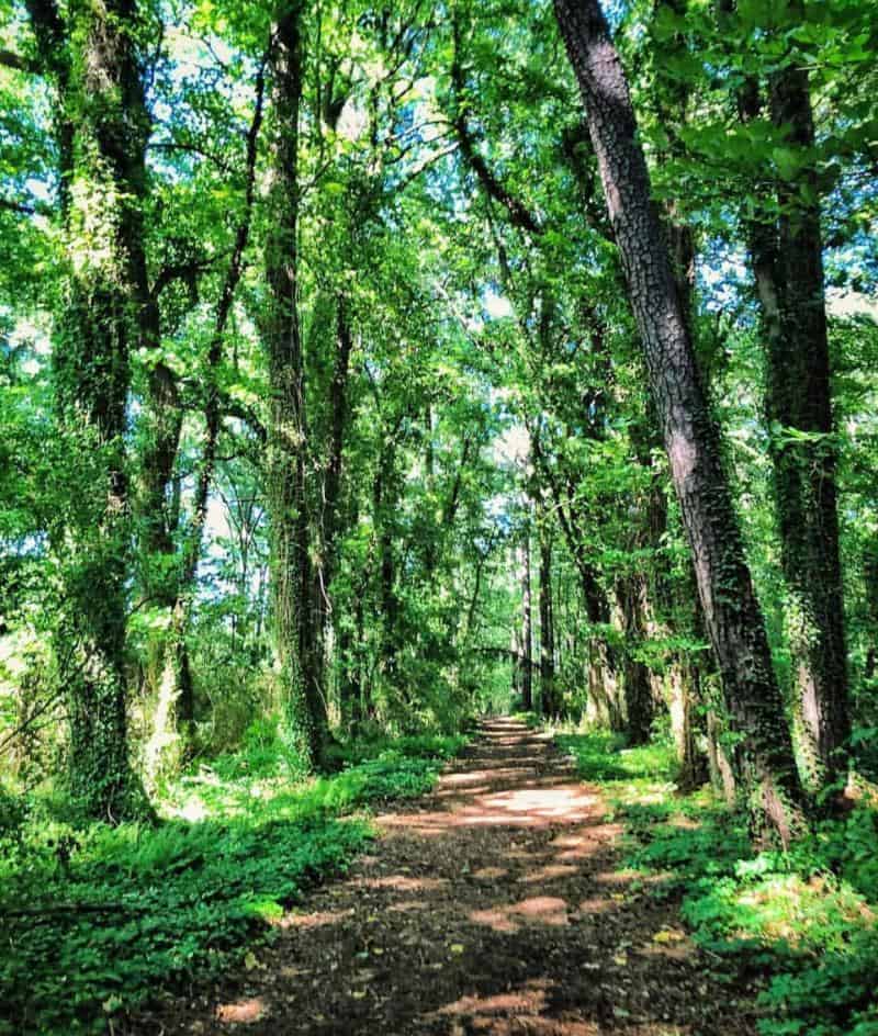Sunlit forest path surrounded by tall trees and lush green foliage.