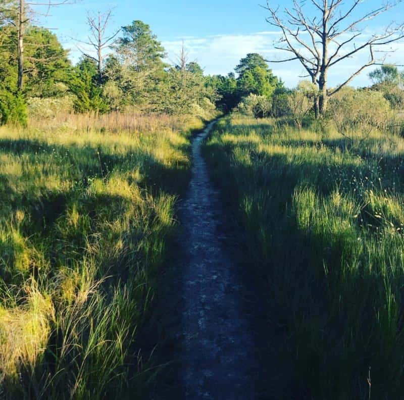 A narrow dirt path winds through a grassy field with tall trees under a clear blue sky.