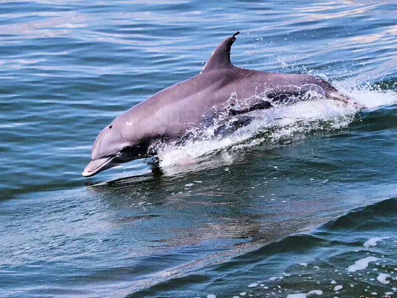 A dolphin swims swiftly through blue-green water, creating splashes and ripples in its wake.