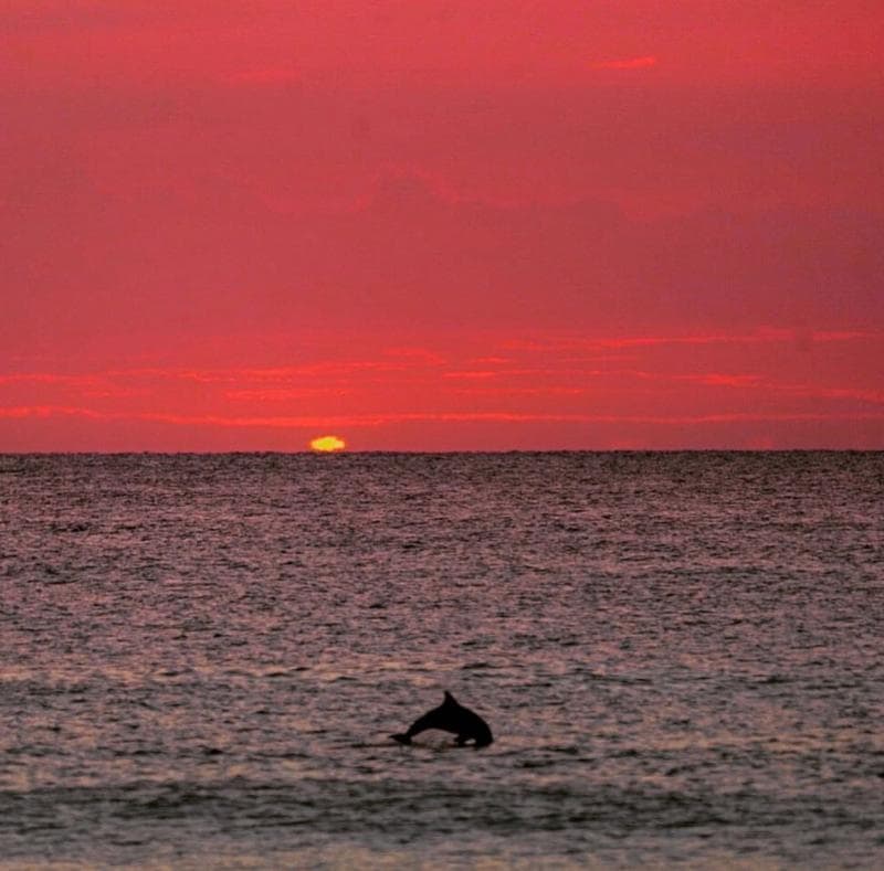 Dolphin leaping from the ocean against a backdrop of a vibrant red sunset.