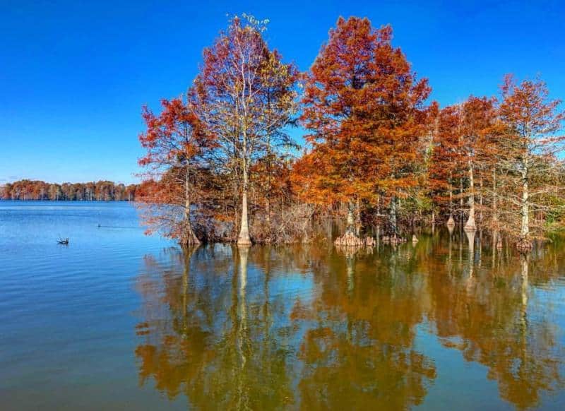 Trees with autumn leaves reflecting in a calm lake under a clear blue sky.