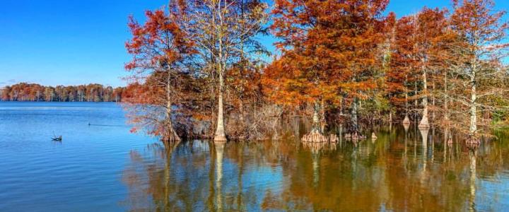 Trees with orange foliage stand in a calm lake under a clear blue sky.