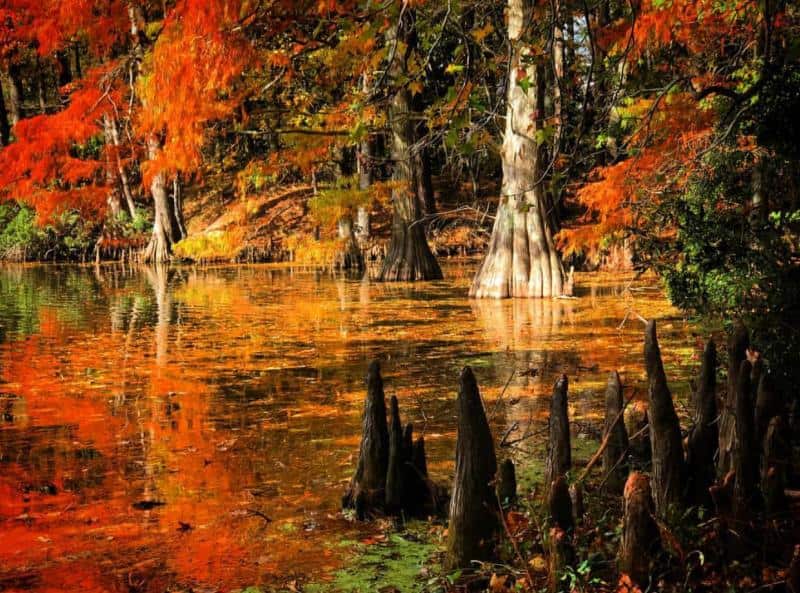 A serene lake scene with vivid autumn foliage reflecting on the water, surrounded by tall trees and protruding tree roots.