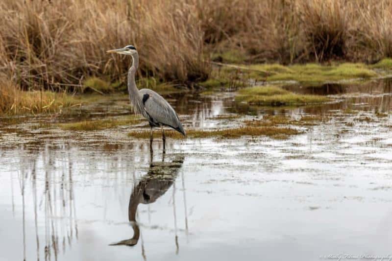 A heron stands in shallow water surrounded by tall grass and marsh vegetation, reflecting on the calm surface.
