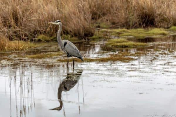 A great blue heron stands in shallow water, surrounded by marsh grasses. Its reflection is visible in the water.