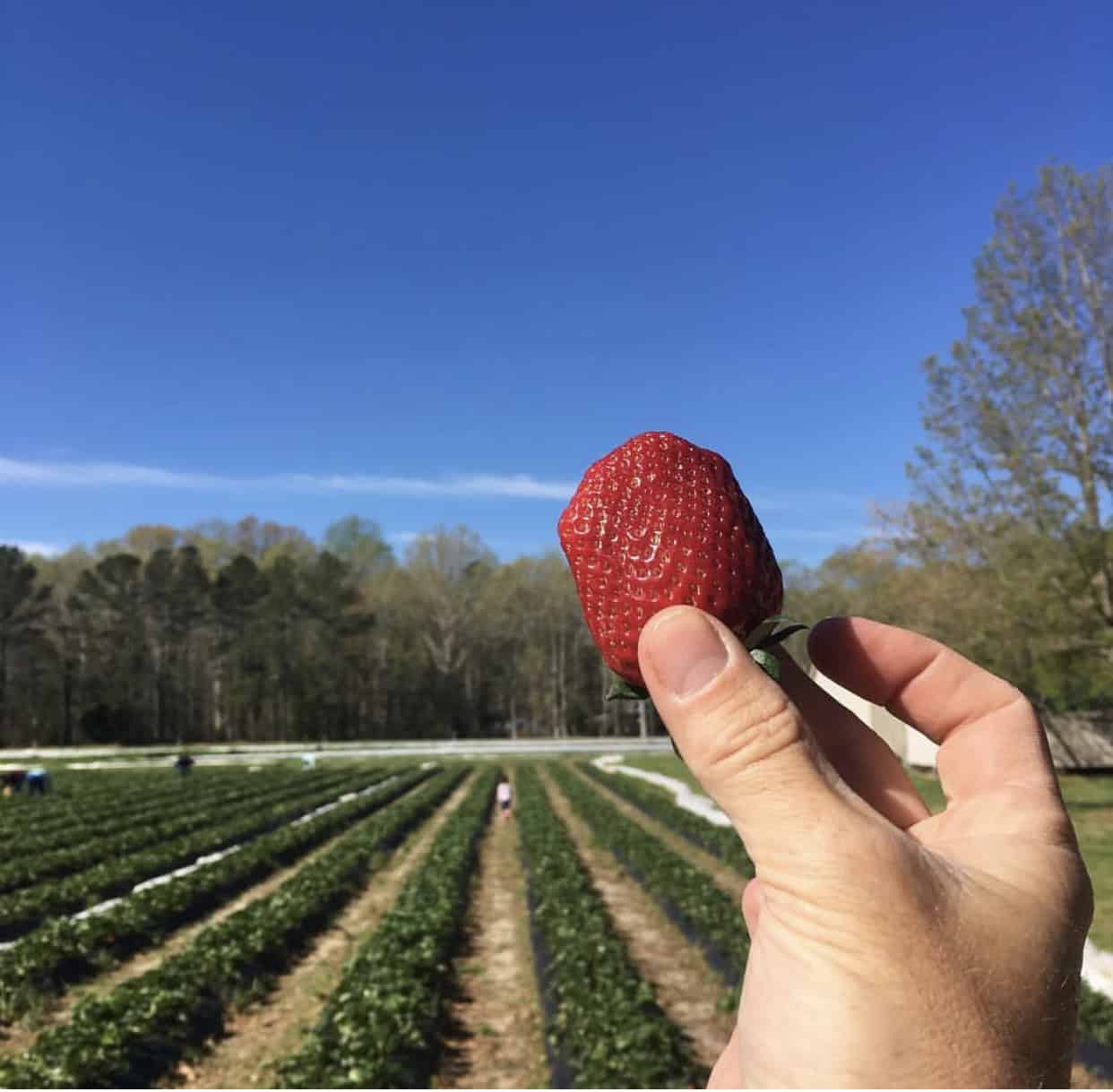 Hand holding a large strawberry against a background of a strawberry field under a clear blue sky.