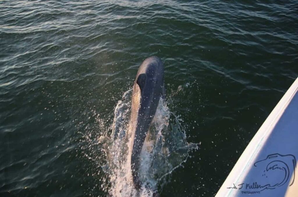 A dolphin surfaces near a boat in the ocean, creating small splashes in the water.