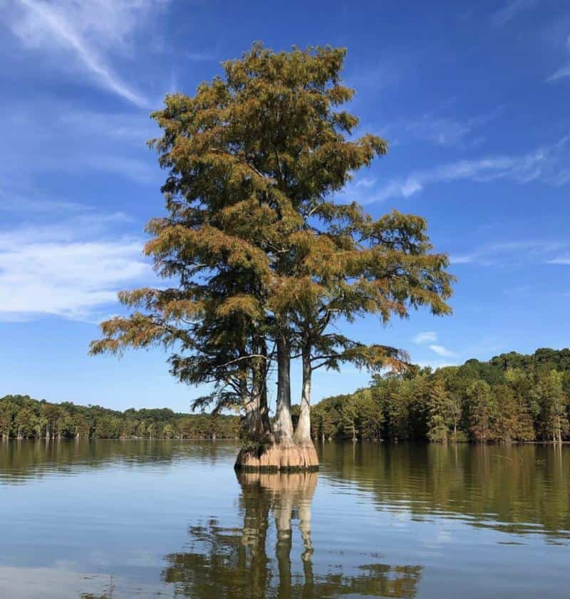 A large tree stands alone in the middle of a calm lake, with clear blue sky and distant treeline in the background.