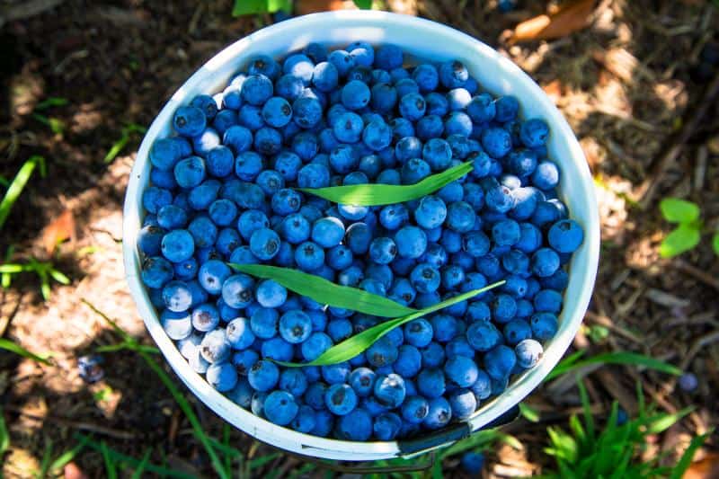 A white bucket filled with ripe blueberries, with a few green leaves on top, placed on the ground.