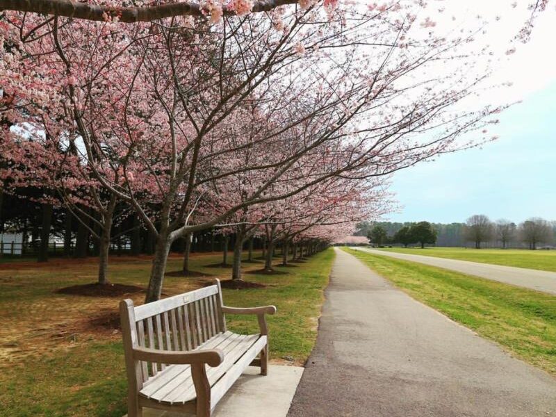 Park path lined with blooming cherry blossom trees, featuring a wooden bench on the left side.