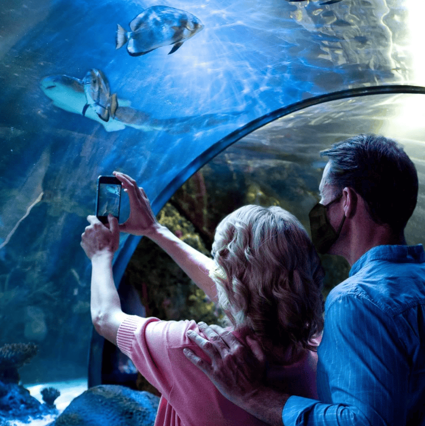 A couple takes photos of fish in an underwater tunnel at an aquarium.