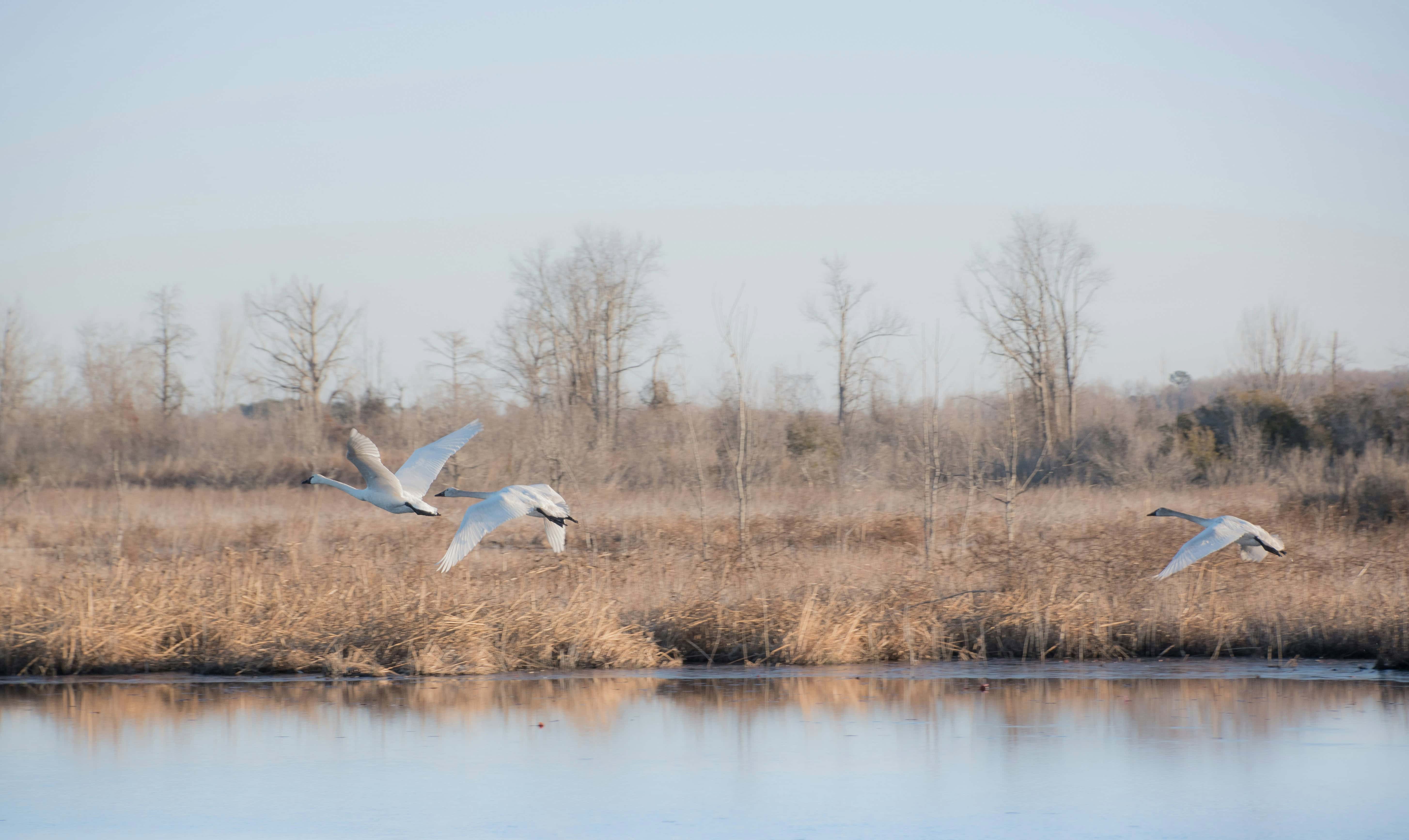 Three Tundra Swans flying low over calm water with dry, brown brush in the background.