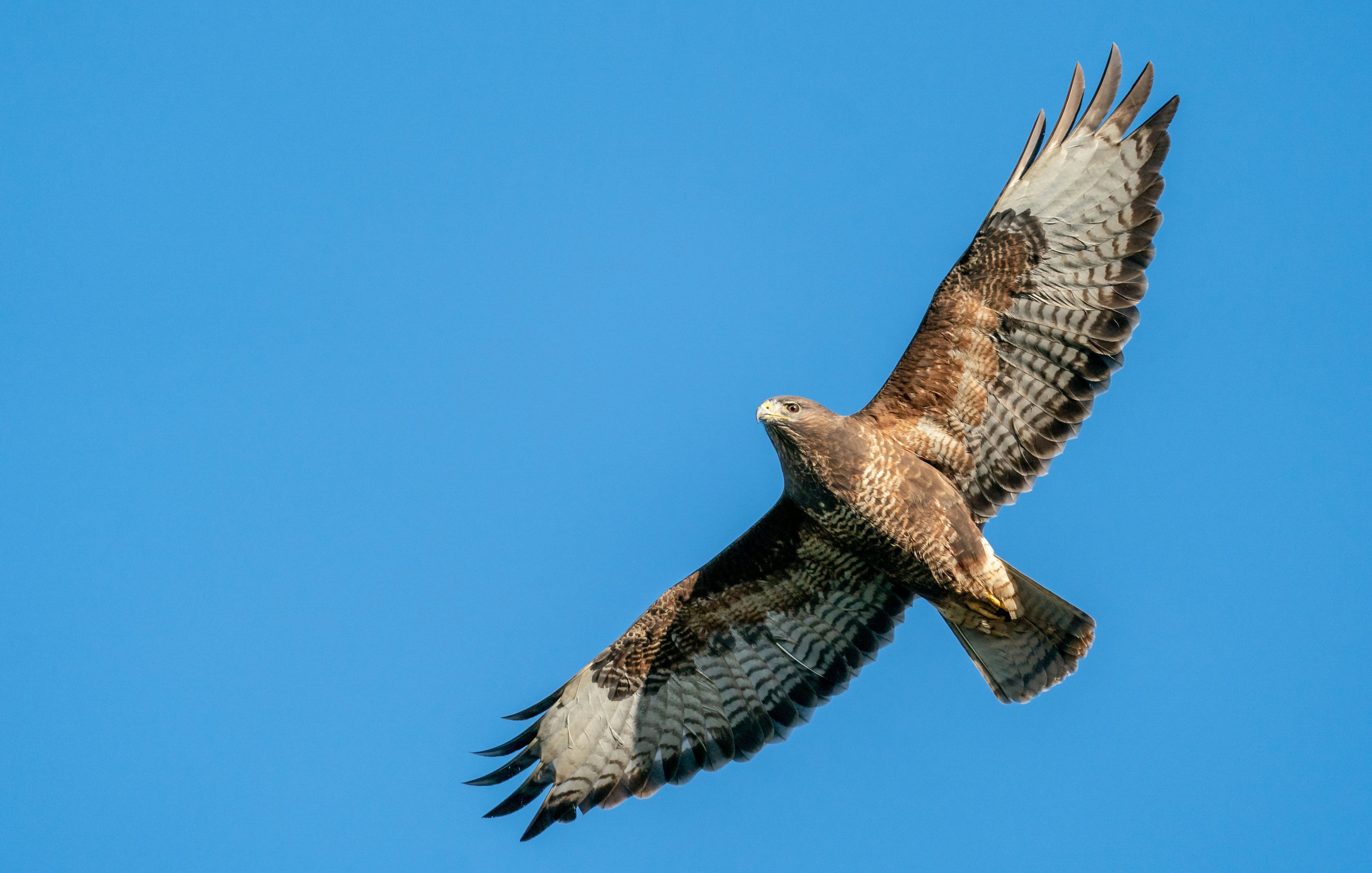 A hawk soars high against a bright blue sky, looking down as it glides with its wings outstretched.