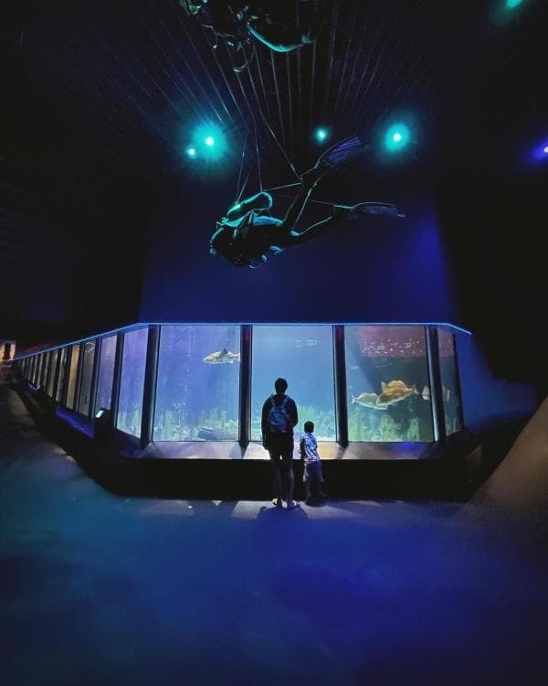 Two people stand in front of a large aquarium tank, watching divers and sea creatures under dim blue lighting.