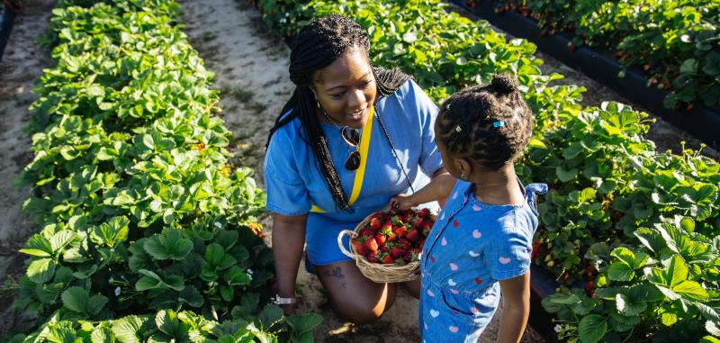 A woman in a blue dress crouches in a strawberry field, handing a basket of strawberries to a young girl in a blue dress.