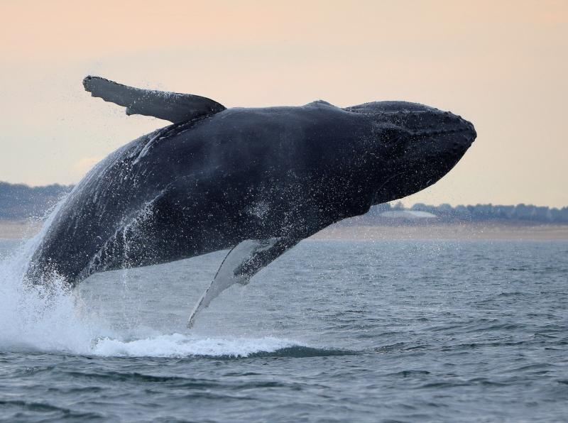 A humpback whale breaching out of the water against a backdrop of a calm sea and a distant shoreline.