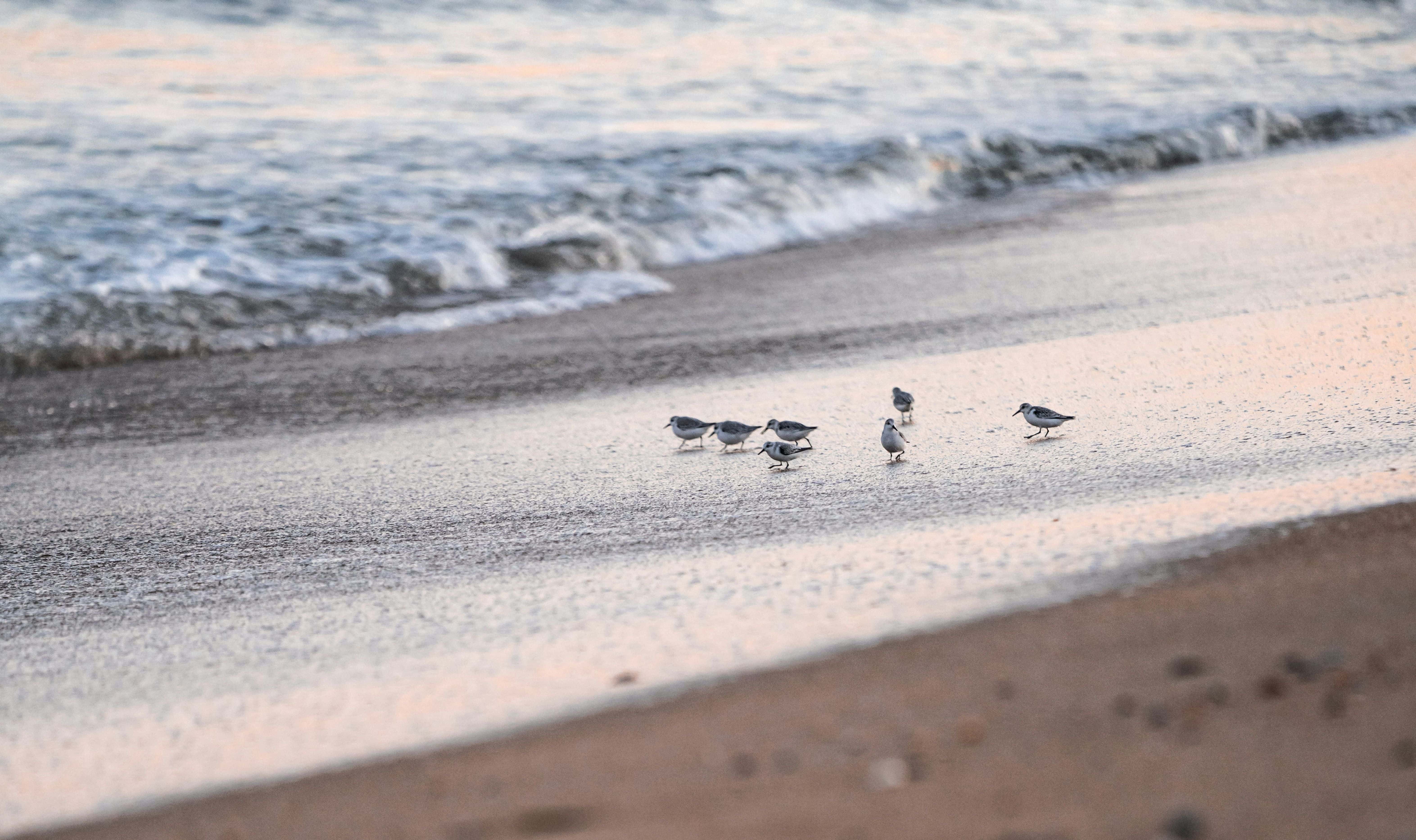 A small flock of shorebirds forages along the water's edge as gentle waves wash onto the sandy beach at sunrise.