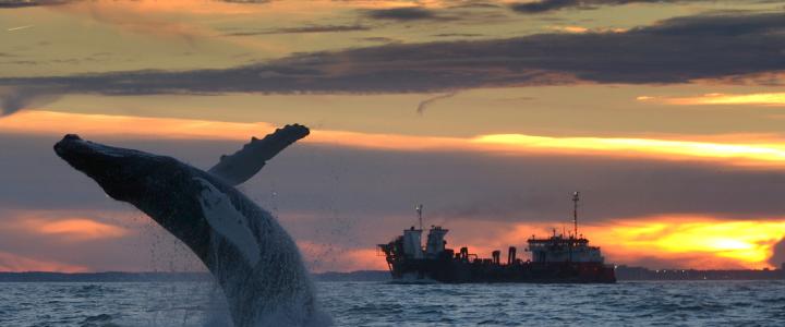 A whale breaches the ocean as a large ship passes in the background during a vibrant sunset.