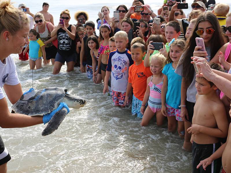 A marine biologist gently holds a rescued sea turtle while an excited crowd of children and adults watches along the shoreline.