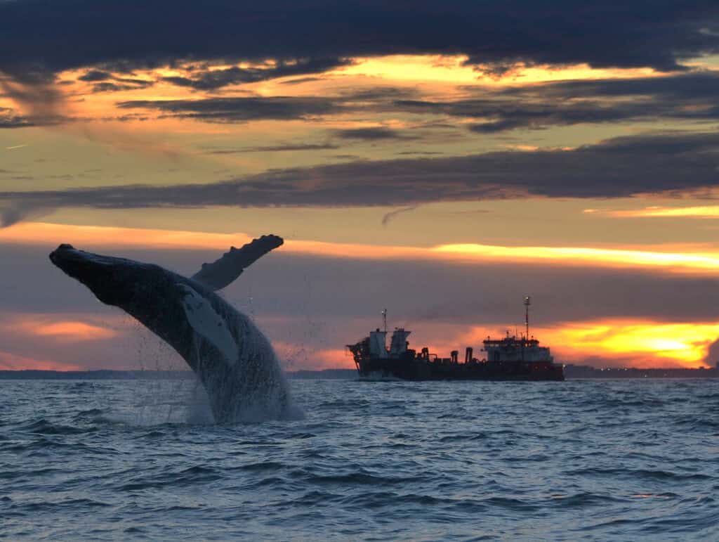 A humpback whale breaching the water against a colorful sunset, with a ship in the background.