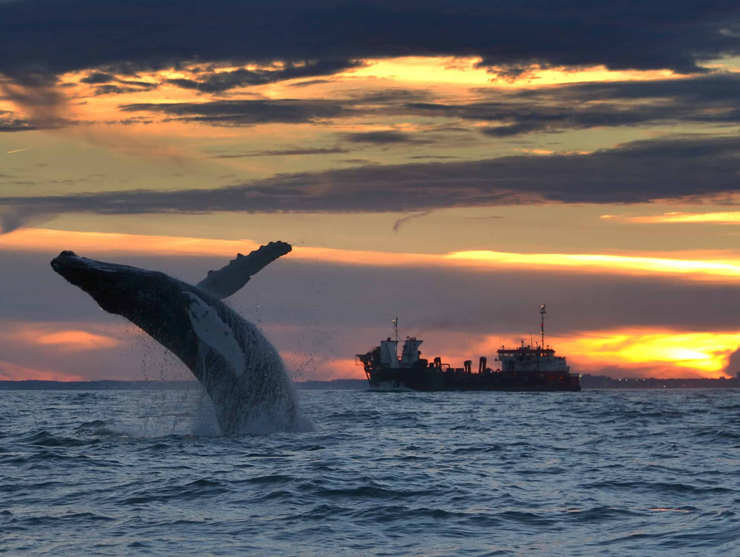 A humpback whale breaching the water against a colorful sunset, with a ship in the background.