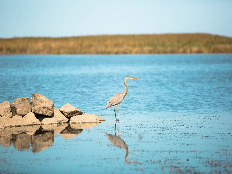 A great blue heron stands on rocks by a serene blue lake, reflecting its image in the calm water.