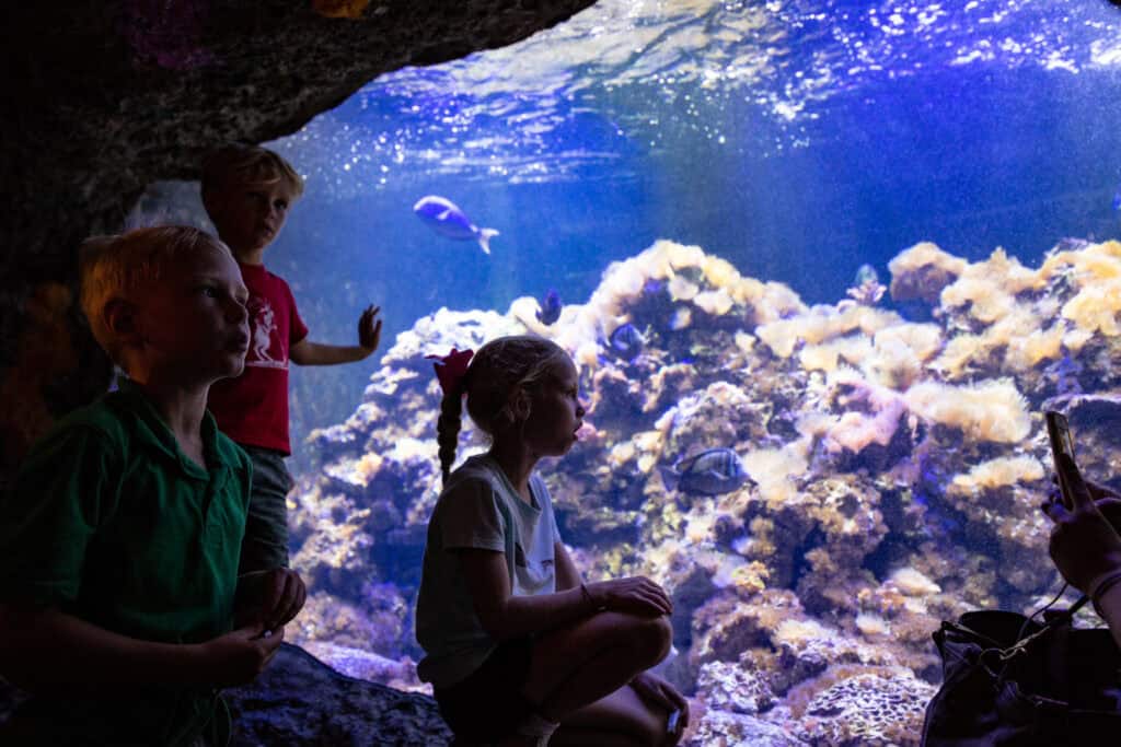 Children observing colorful fish and coral at the Virginia Aquarium through a glass panel.
