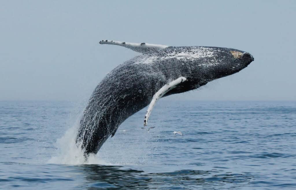 A humpback whale breaching the surface of the ocean, creating a splash with its powerful movement.