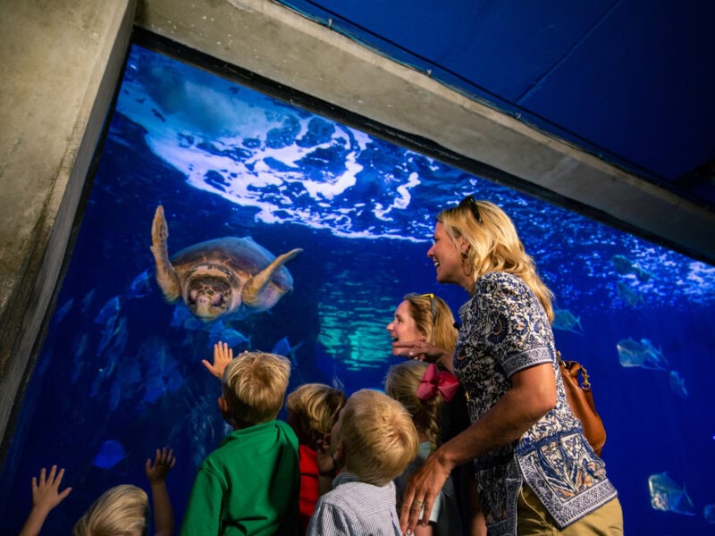 A family and children excitedly watch a sea turtle swimming in a large aquarium, with colorful fish in the background.