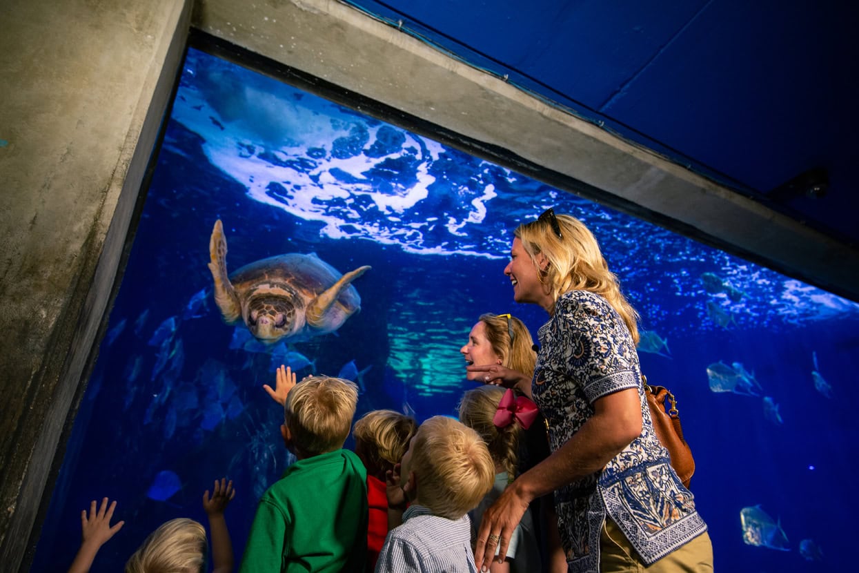 A family and children excitedly watch a sea turtle swimming in a large aquarium, with colorful fish in the background.