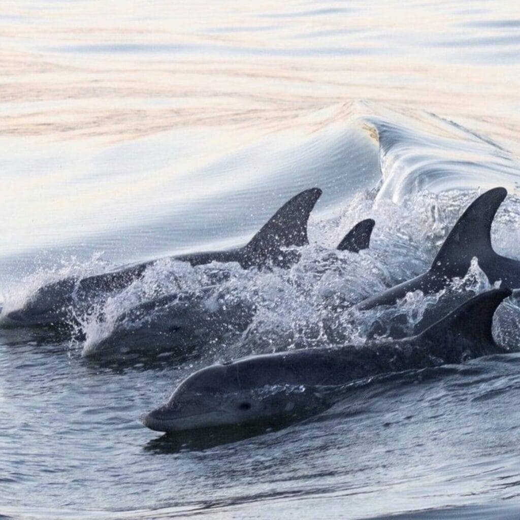 A group of dolphins swimming and splashing through calm ocean waters, capturing their playful nature.