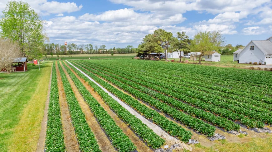 Aerial view of Brookdale Farms, a lush green strawberry farm with neatly arranged rows of plants under a partly cloudy sky.
