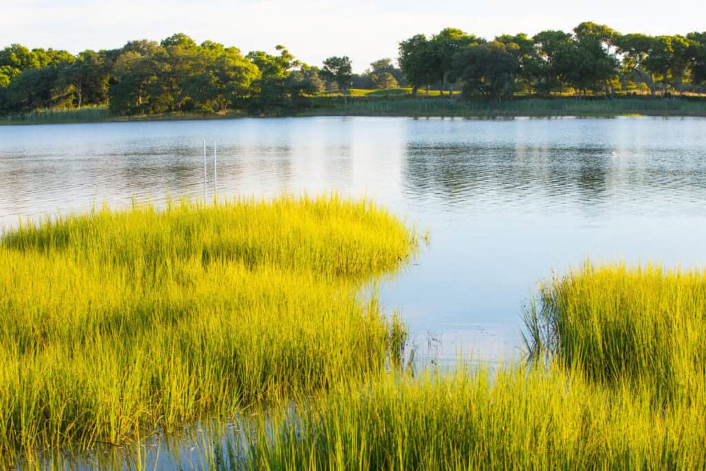 A serene lake scene featuring vibrant green grass and reeds along the shoreline, surrounded by trees and calm water.