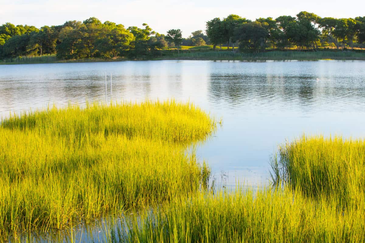 A serene lake scene featuring vibrant green grass and reeds along the shoreline, surrounded by trees and calm water.