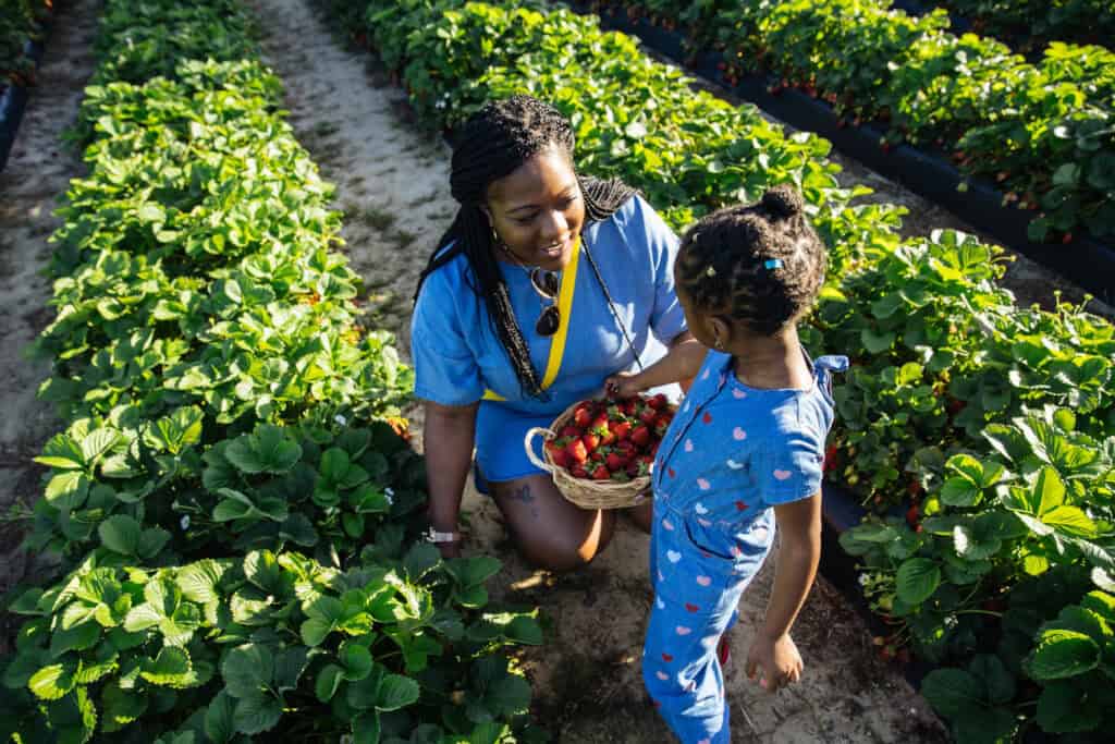 A mother and daughter pick strawberries together in a sunny farm field, with a basket full of freshly picked strawberries.