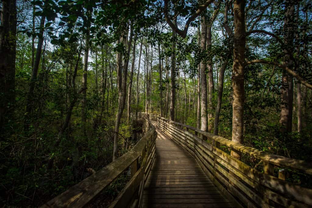 A wooden boardwalk winding through a lush, green forest with tall trees and dappled sunlight filtering through the leaves.