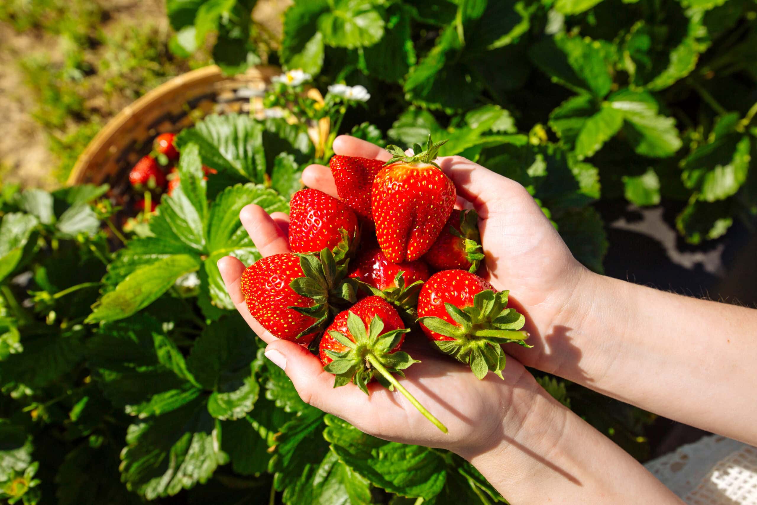 A pair of hands holds a handful of ripe strawberries against a backdrop of strawberry plants and leaves at Henley Farms in Virginia Beach.