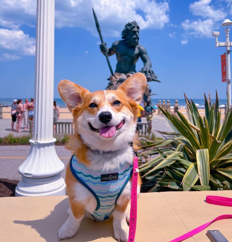 A cheerful corgi in a striped harness sits in front of a beach statue, enjoying a sunny day by the Virginia Beach oceanfront.