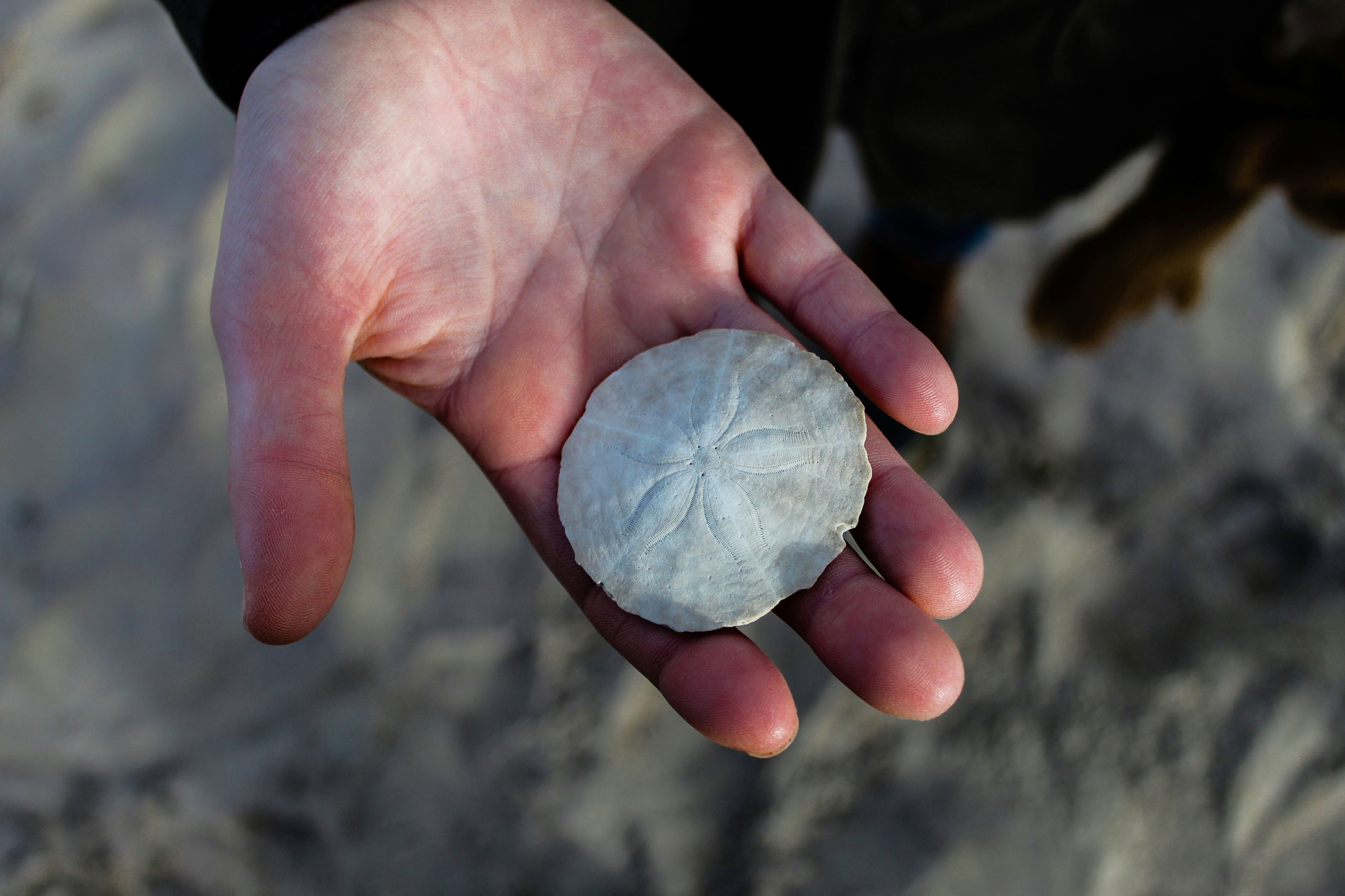 A man's hand holds a white, palm-sized sand dollar over the sand.