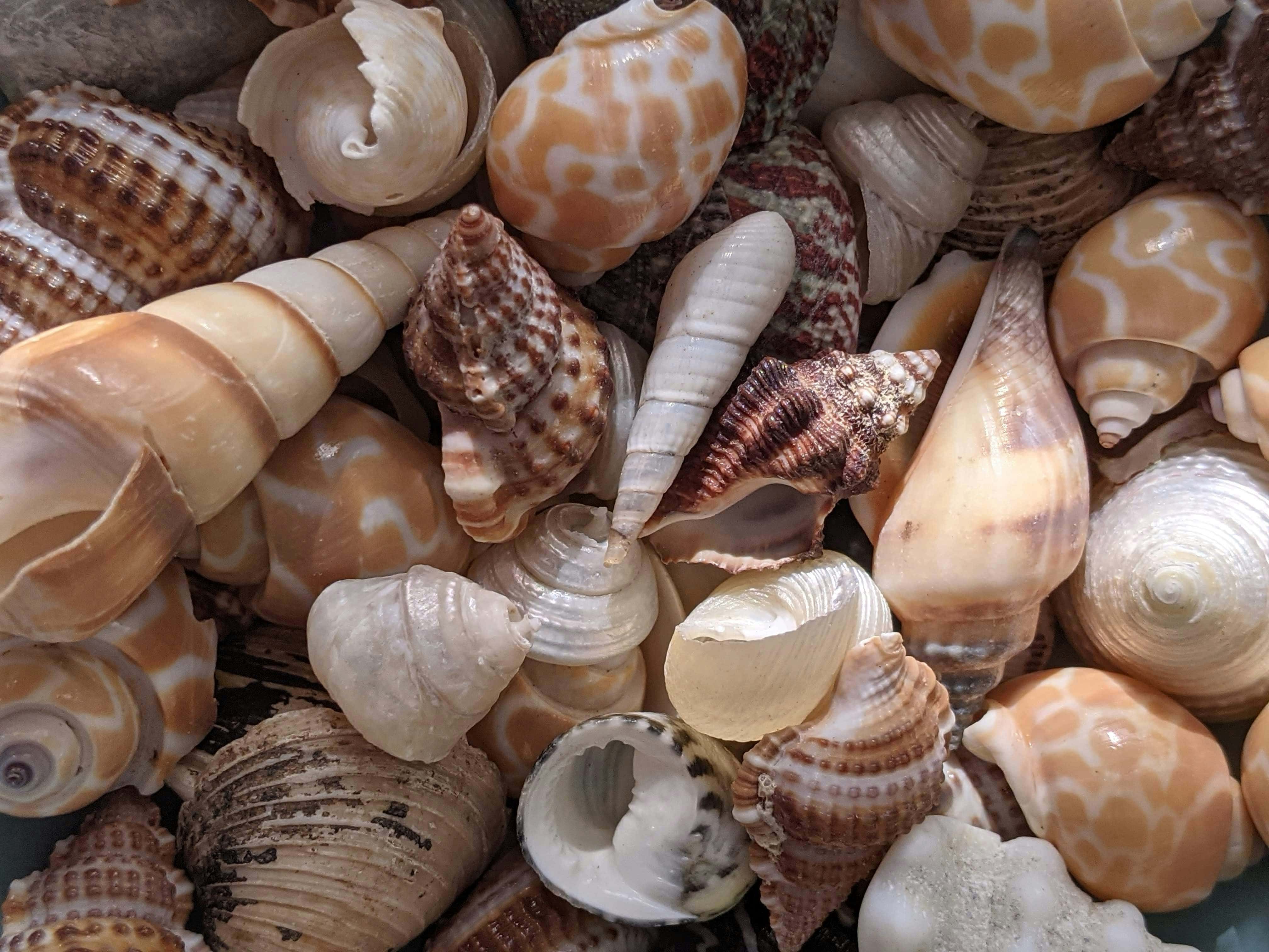 A cluster of whelk shells fill the image.