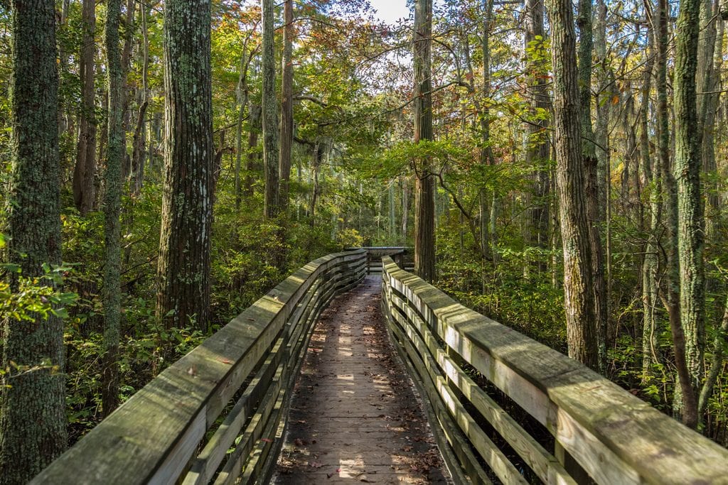 A wooden boardwalk path winds through a forest of trees.