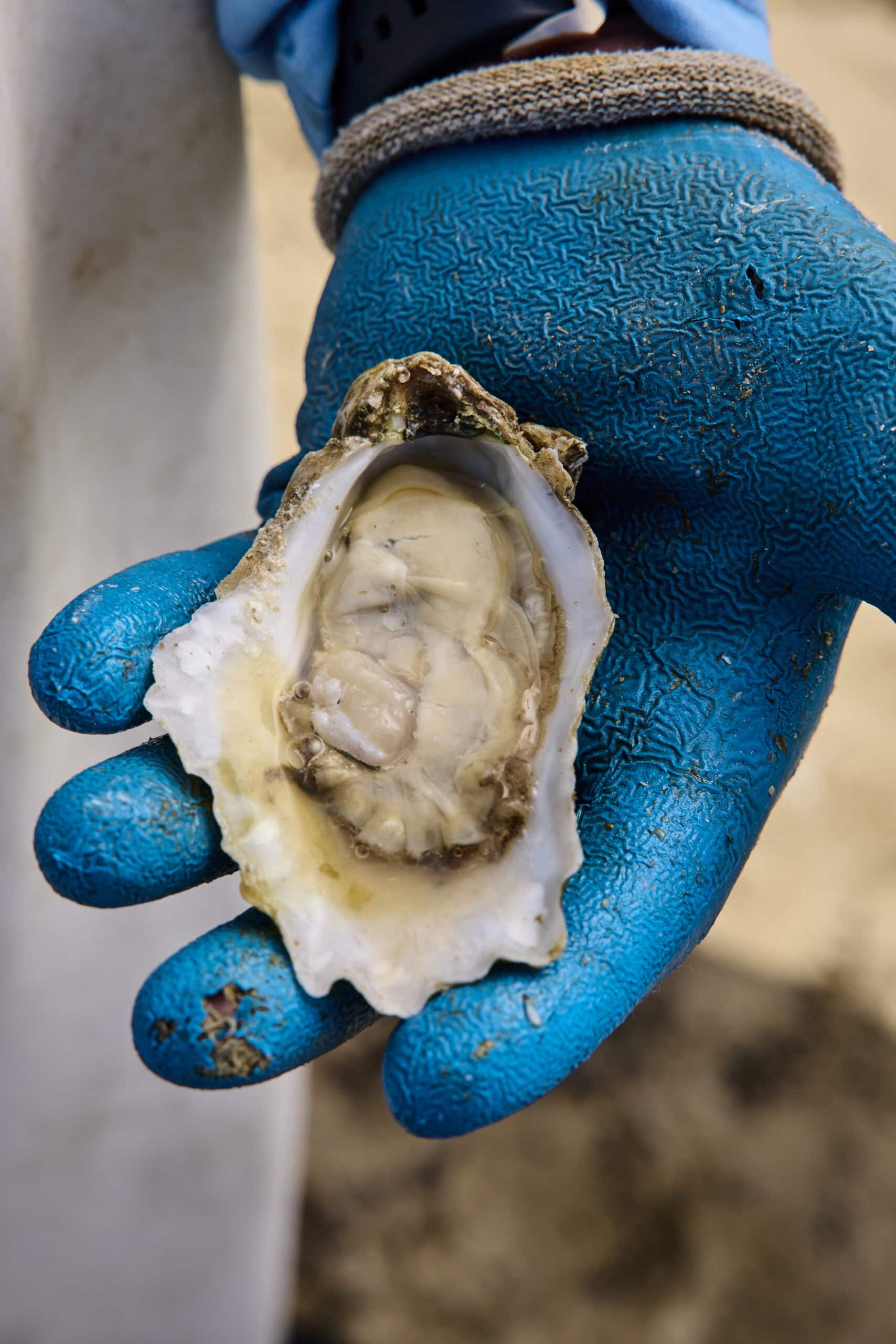 A freshly shucked oyster held in a blue gloved hand.
