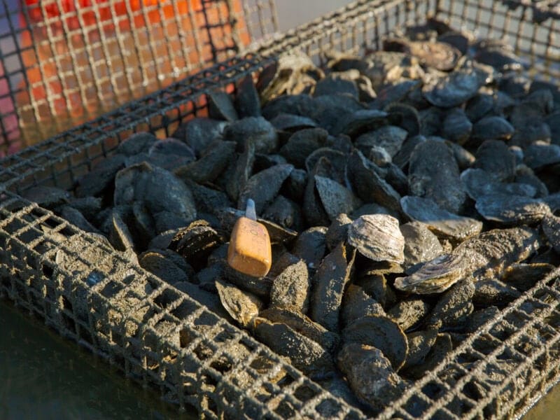 A wire mesh crate filled with harvested oysters and a small wooden-handled shucking knife.