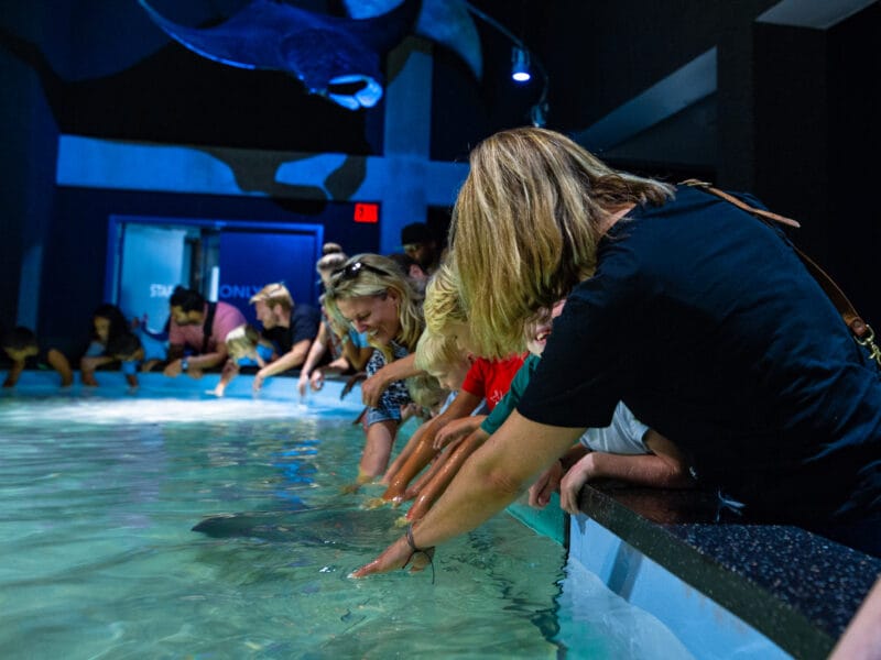 A group of people lean over a tank to touch a ray swimming in the water.
